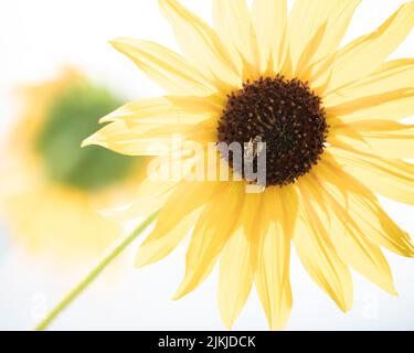 Un fuoco selettivo sparo di ape che raccoglie polline da girasole Foto Stock