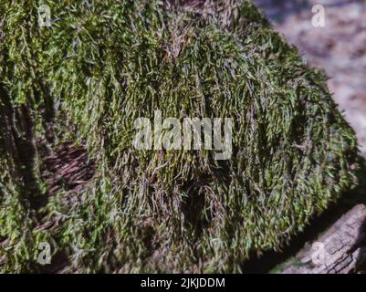 Un primo piano di un vecchio sfondo di struttura di corteccia di albero mossy Foto Stock