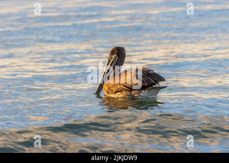 Primo piano di un pellicano bruno (Pelecanus occidentalis) che galleggia su un corpo d'acqua Foto Stock