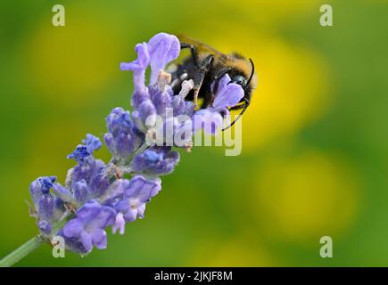 Bumblebee (Bombus pratorum), raccolta del nettare su vera lavanda (Lavandula angustifolia), Stoccarda, Baden-Württemberg, Germania. Foto Stock