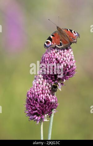 Farfalla di pavone (Inachis io) e bumblebee sul porro a sfera (Allium sphaerocephalon) Foto Stock