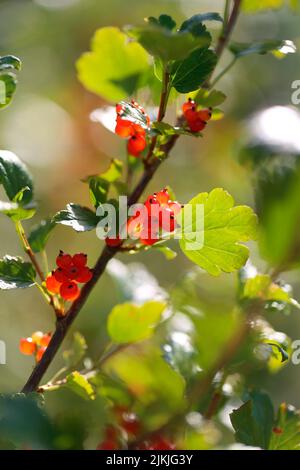 Ribes alpino (Ribes alpinum) con frutta Foto Stock