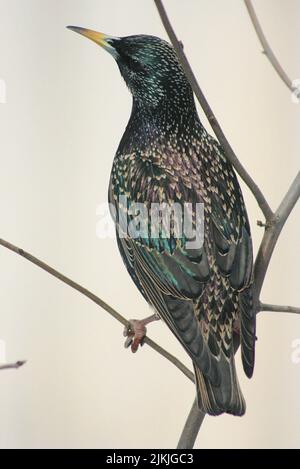 Uno scatto verticale di un uccello di Starling comune seduto su un ramo dell'albero che guarda verso il cielo Foto Stock