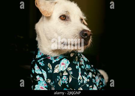 Felice cane terrier che indossa una camicia estate floreale pulsante giù Foto Stock