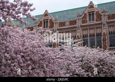 Un bellissimo albero di ciliegio di fronte all'Università di Washington Foto Stock