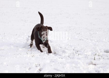 Un cane lobrador marrone che gioca in un campo coperto di neve Foto Stock