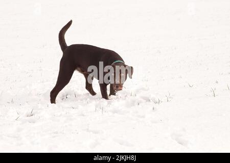 Un cane lobrador marrone che cammina in un campo coperto di neve Foto Stock