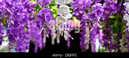 Un primo piano di appeso fiore bianco viola Wisteria fiori Foto Stock