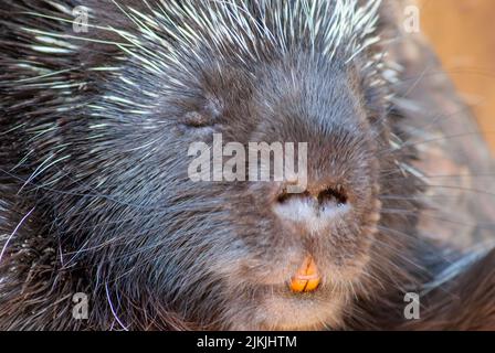 Un primo piano della porcupina del Capo, Hystrix africaaustralis o porcupina sudafricana. Foto Stock