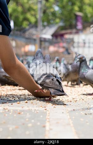 Il primo piano di Pigeons mangiare cibo a Dadar kabutarkhana Mumbai Maharashtra Foto Stock