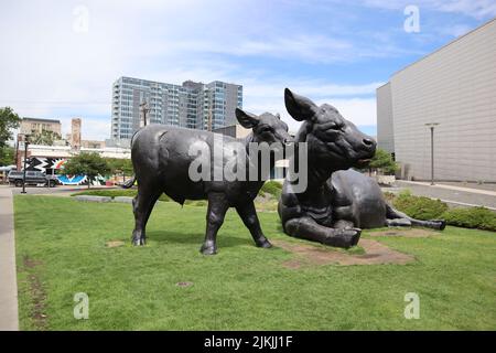 Un primo piano delle statue della mucca scozzese di Angus e del vitello. Denver, Colorado. Foto Stock