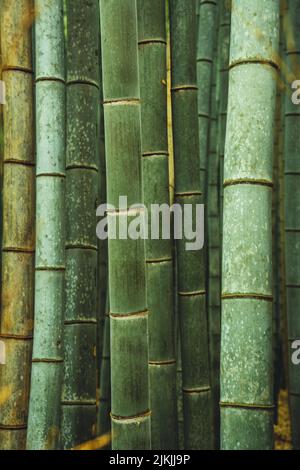 Un colpo verticale di alberi di bambù a Kyoto, Giappone Foto Stock