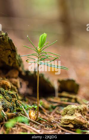 Pino giovane scozzese, Pinus sylvestris, piantina, primo piano Foto Stock