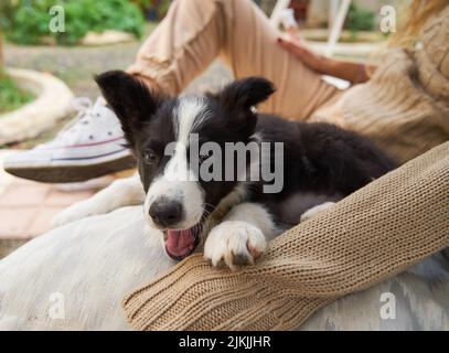 Un primo piano di un cane Collie Border seduto su una gamba femmina con uno sfondo sfocato in Spagna Foto Stock