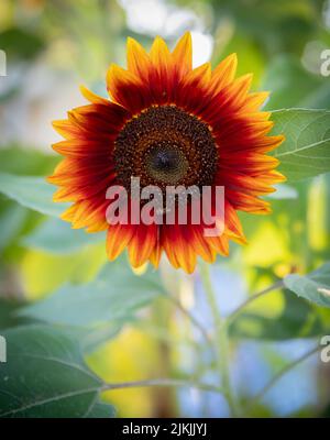 Un dettaglio poco profondo di un girasole comune con sfondo sfocato nel giardino Foto Stock