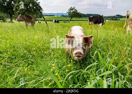Buon maiale domestico con mucche sul frutteto prato nella regione di Allgäu Foto Stock