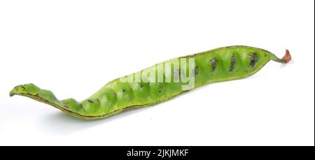 Parkia speciosa isolato su sfondo bianco Foto Stock