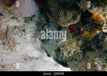 Un giovane pesce Leone rosso (Pterois volitans) a Cozumel, Messico Foto Stock