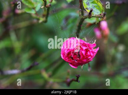 Foto ravvicinata di una rosa rosa ricoperta da un ciottolato nel giardino su uno sfondo sfocato. Foto Stock