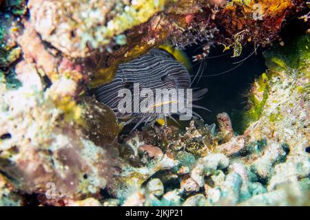 Lo splendido pesce gatto (Sanopus splendidus) si trova solo sull'isola di Cozumel in Messico Foto Stock