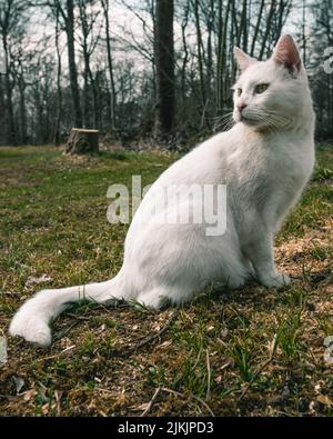 Un bel colpo di gatto bianco con occhi verdi seduti sull'erba in giardino in una giornata di sole Foto Stock