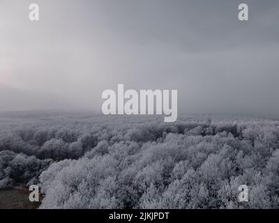 Una vista aerea delle cime degli alberi ricoperte di neve nella lussureggiante foresta in una nebbiosa giornata invernale in scala di grigi Foto Stock