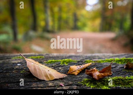 Un poco profondo focus shot di foglie su un tavolo nel bosco vicino al santuario di Oropa, Piemonte, Biella, Italia Foto Stock