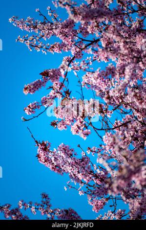 Un colpo verticale di un fiore di pesca contro il cielo blu Foto Stock