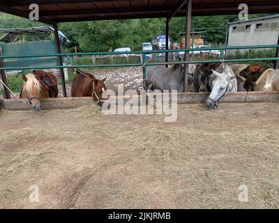 Un gruppo di bellissimi cavalli da fattoria che si nutrono di fieno. Il selezionatore o rancher dà paglia. Allevamento industriale di cavalli e produzione Foto Stock