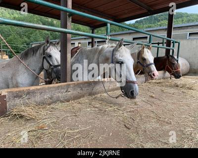 Un gruppo di bellissimi cavalli da fattoria che si nutrono di fieno. Il selezionatore o rancher dà paglia. Allevamento industriale di cavalli e produzione Foto Stock