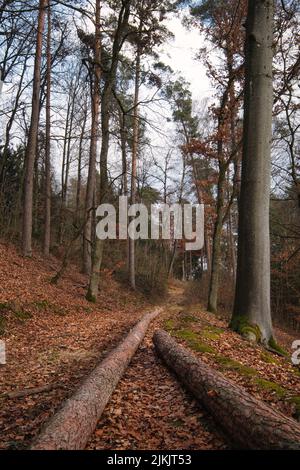 Un suggestivo paesaggio boschivo autunnale con terreno coperto di fogliame in Austria Foto Stock
