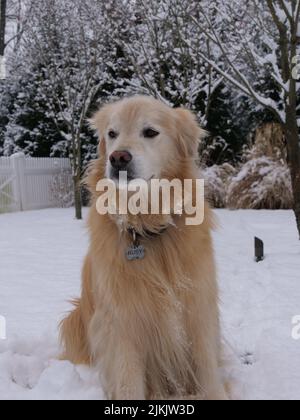 Un colpo verticale di un adorabile cane Golden Retriever con un collare seduto sul terreno innevato guardando da parte Foto Stock
