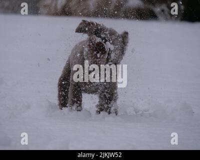 Una vista posteriore di un cane Irish Water Spaniel che cammina sul terreno innevato Foto Stock