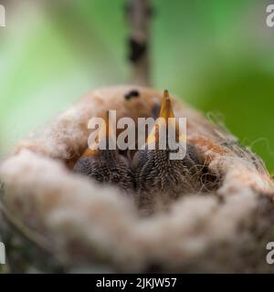 Un primo piano di due cuccioli in un nido Foto Stock