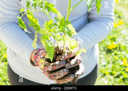 Primo piano di un giardiniere che tiene un pomodoro (solanum lycopersicum) piantando su un fondo verde di erba. Foto Stock