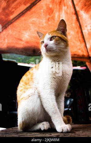 Un primo piano di un gatto randagio rosso e bianco storthair seduto a terra nella strada durante il giorno con sfondo sfocato Foto Stock