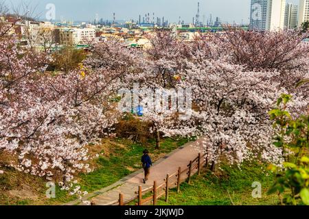 Uno scatto aereo di una persona che cammina lungo un sentiero fiancheggiato da ciliegie in fiore (Prunus sargentii) nel Seonam Lake Park a Ulsan, Corea del Sud Foto Stock