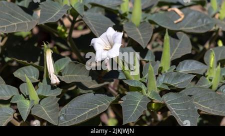 Un primo piano di Datura innocia, spesso scritto inoxia, noto come pricklyburr. Foto Stock