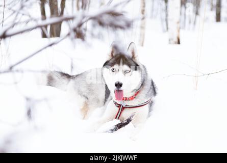 Un Husky siberiano con un bastone in inverno Foto Stock