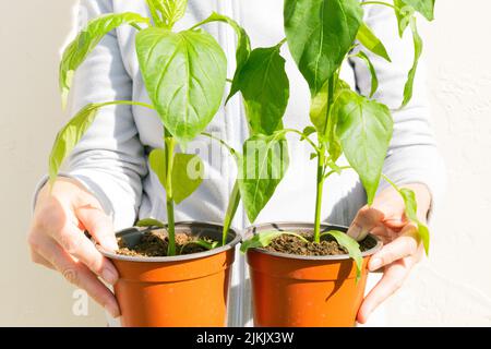 Un primo piano di un giardiniere che tiene vasi di piante di capsicum contro una luce. Foto Stock