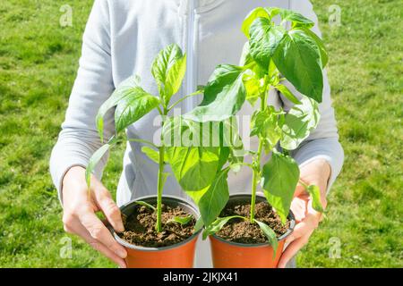 Un giardiniere che tiene le pentole delle piante del capsicum contro uno sfondo verde dell'erba. Foto Stock