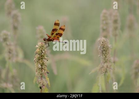 Halloween Pennant Dragonfly (Celithemis eponina) arroccato, Oudolf Garden Detroit, Michigan Foto Stock