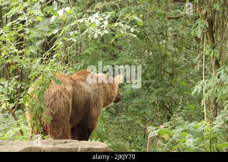 un primo piano di orso grizzly Foto Stock
