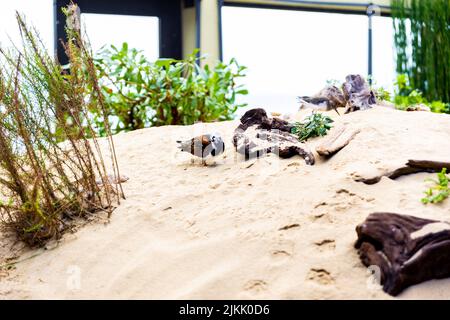 Un colpo di un rudoso torsolo sulla sabbia in un terrario Foto Stock