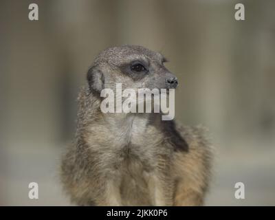 Un primo piano del meerkat sugli alberi sfondo sfocato Foto Stock