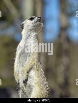 Un primo piano verticale del meerkat sugli alberi sfondo sfocato Foto Stock