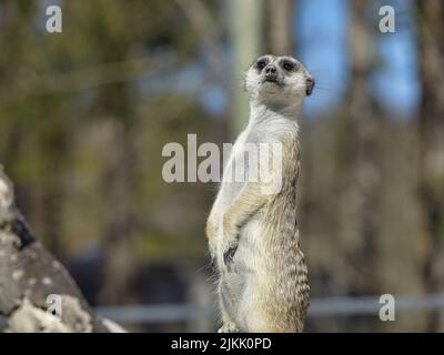 Un primo piano verticale del meerkat sugli alberi sfondo sfocato Foto Stock