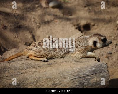 Un primo piano del meerkat che giace sul terreno sugli alberi sfondo sfocato Foto Stock