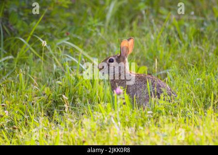 Un primo piano di un coniglio carino e marrone nel campo verde Foto Stock
