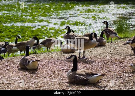 Un primo piano di un gregge di oche canadesi sulla riva di un lago Foto Stock